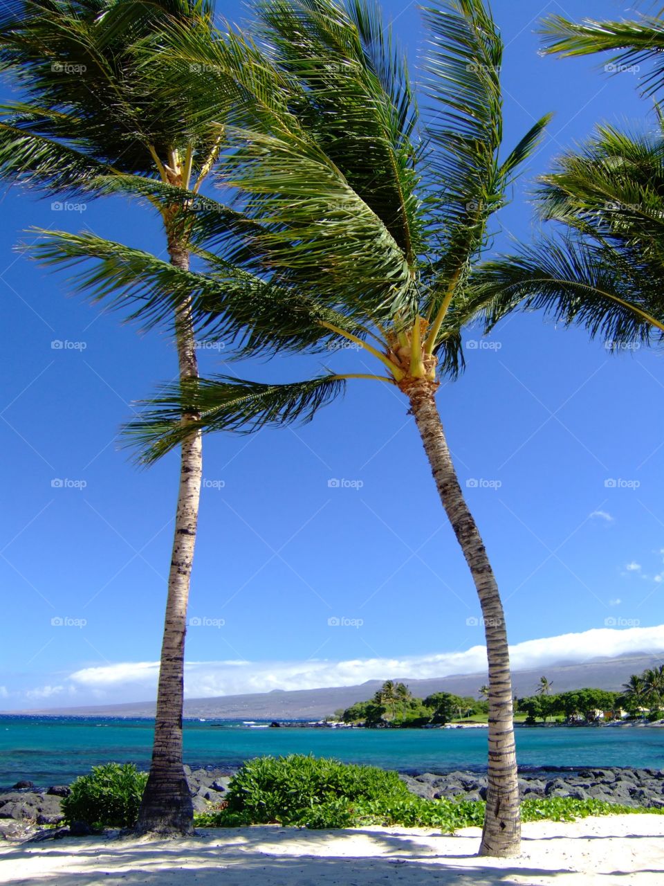 Palm Trees at the Beach. Palm trees on the beach at the Big Island of Hawaii