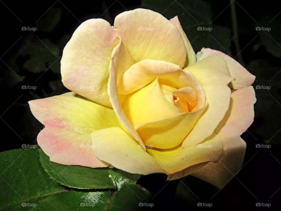 yellow rose