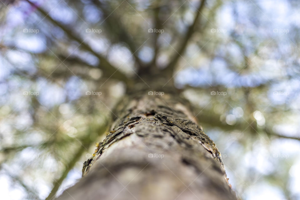 Low angle view of tree trunk