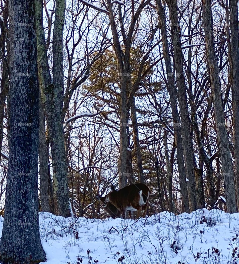 No mom! Mom grooming baby deer, Milford, Pennsylvania USA