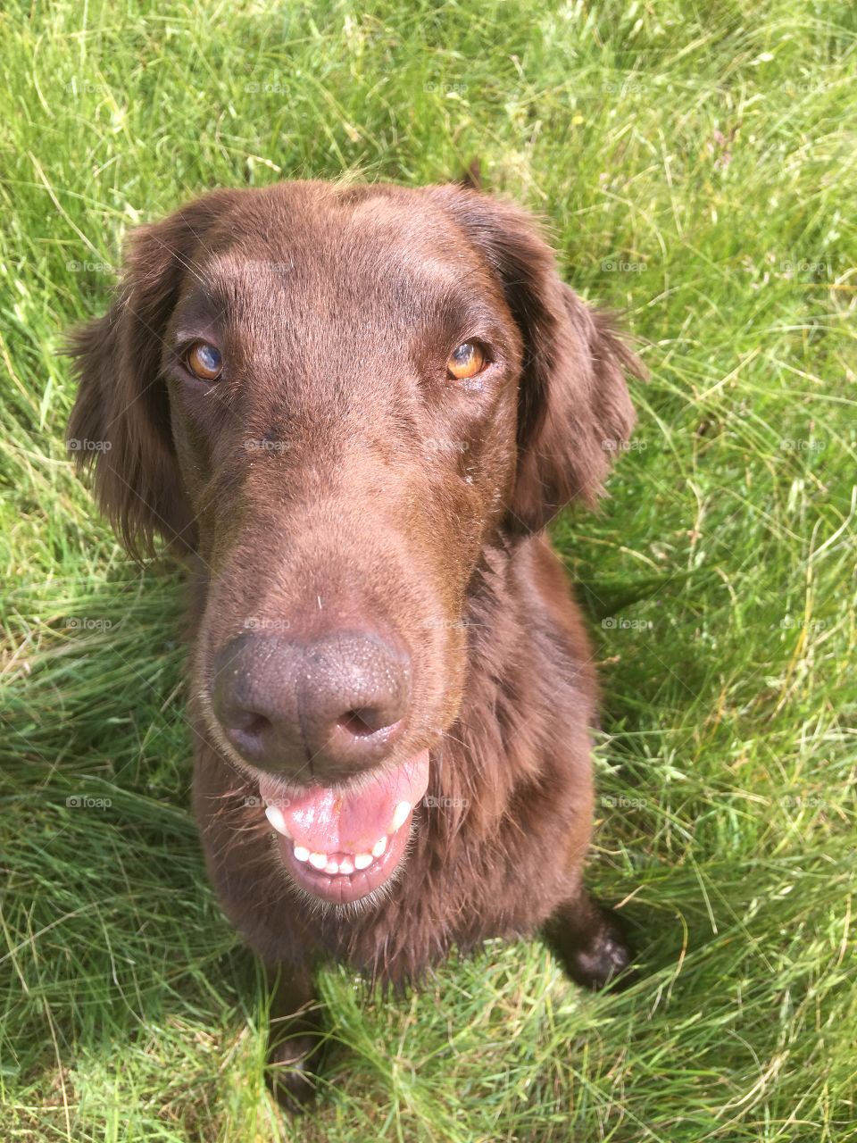 Flatcoat retriever head and shoulders. Looking closely at camera . Background is grass 
