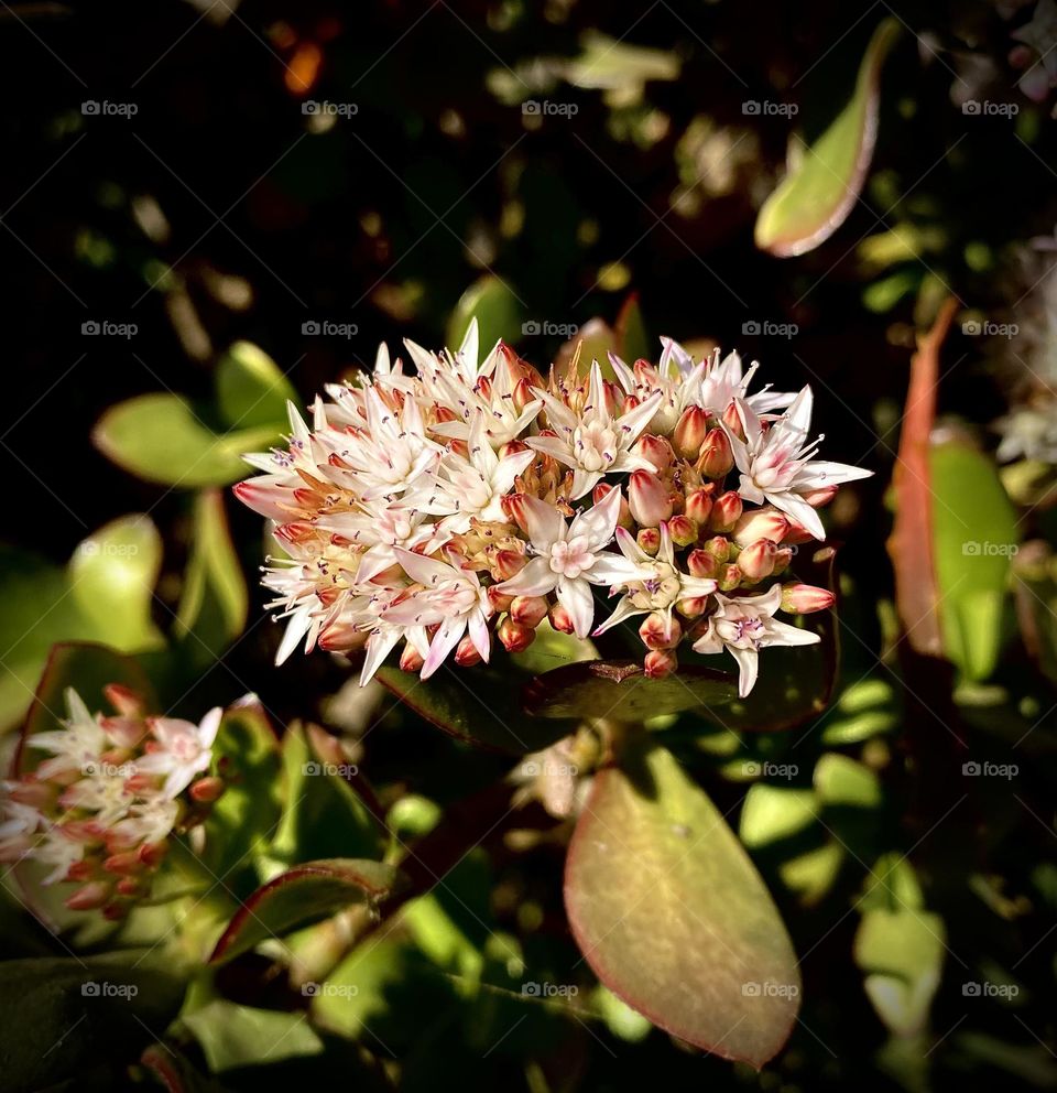 Flower cluster