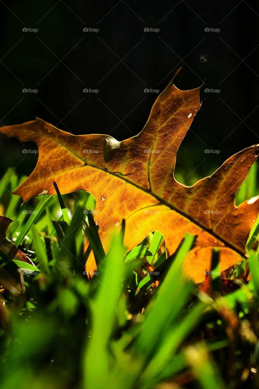 A leaf on a grass