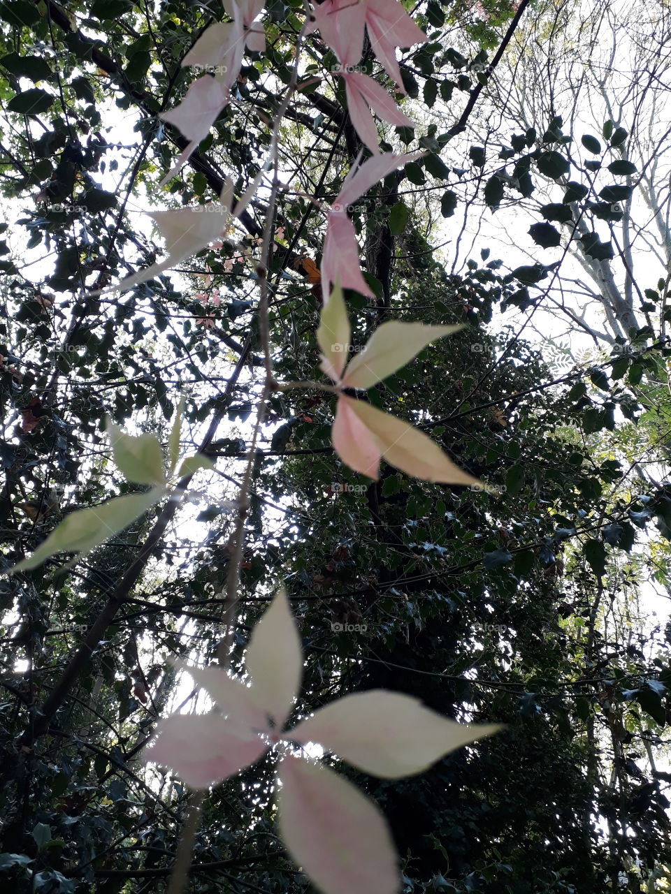 hanging vine in abbey park cenentary - stoke newington, hackney