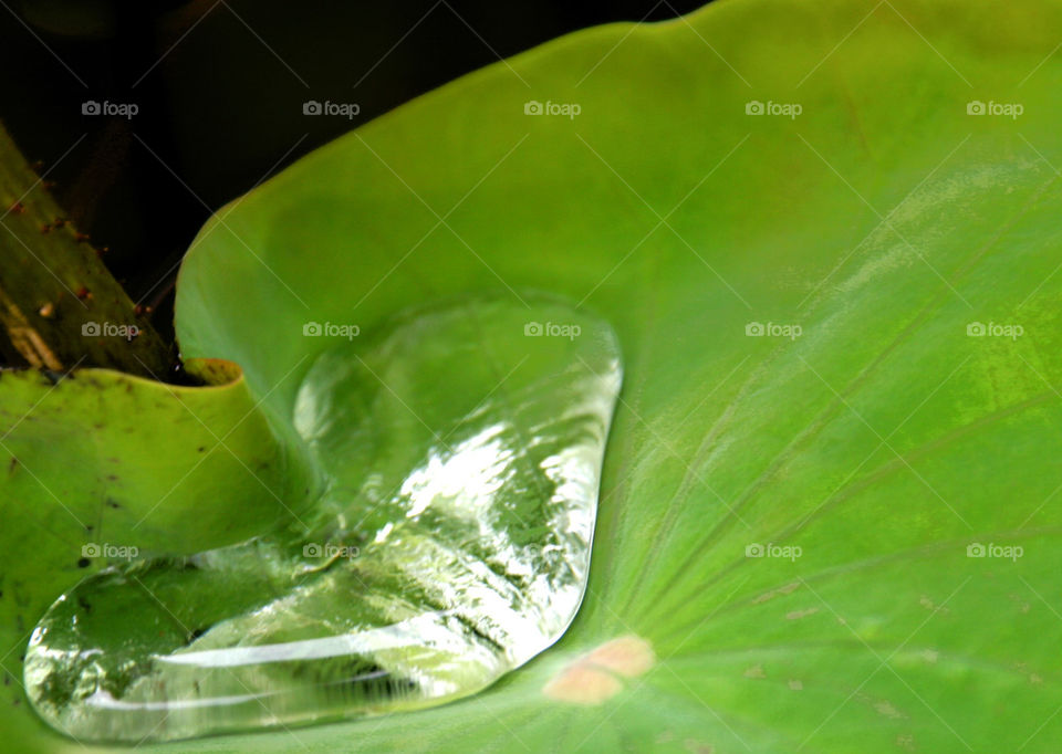 THE WATER ON WATER LILLY PLANT BANGKOK, THAILAND