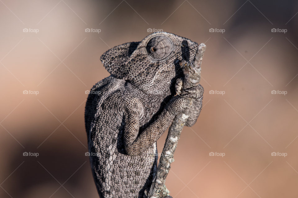 Chameleon hugs holding a stick like an old woman