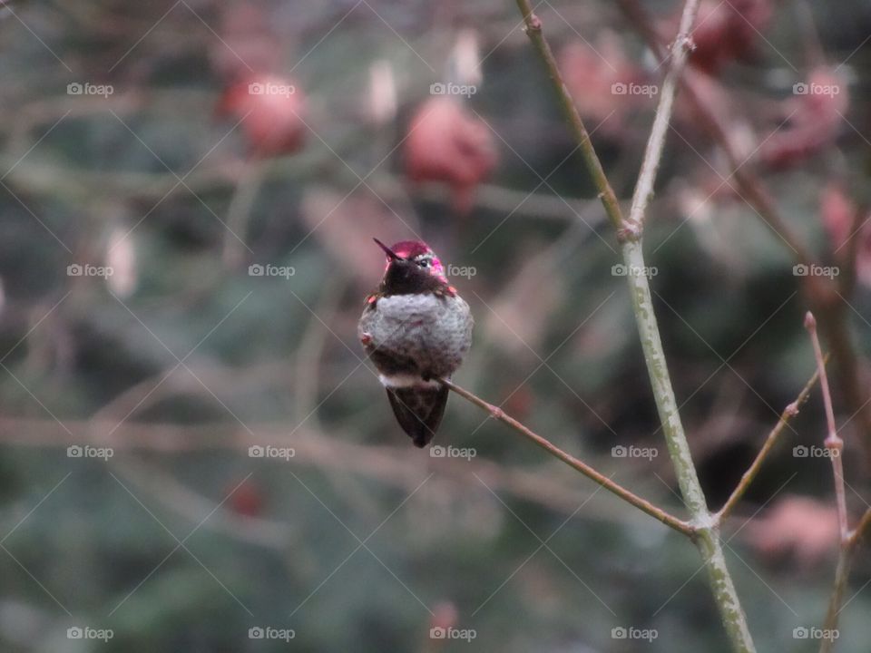 Hummingbird sitting in a tree