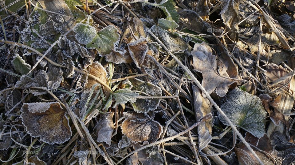 Snow on dry leaves