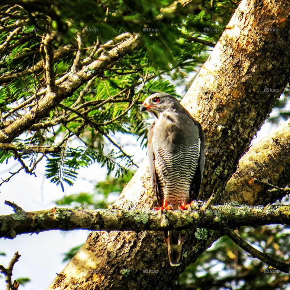 Bird, Wildlife, Nature, Tree, No Person