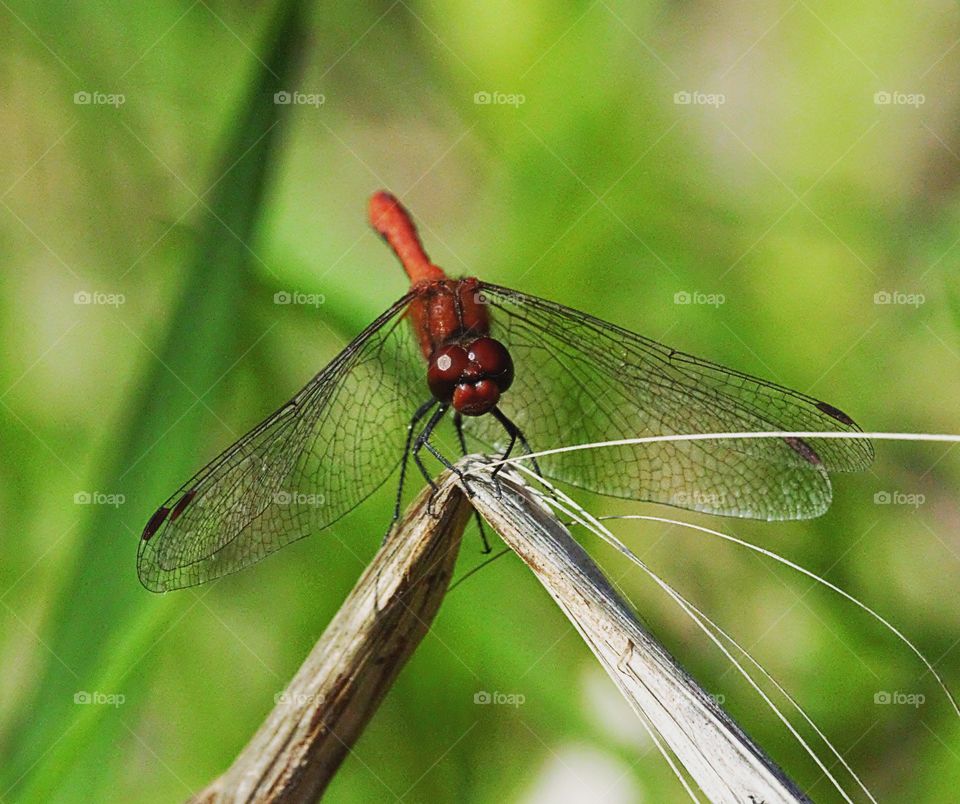 red dragonfly