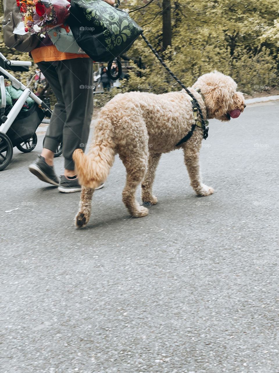 Dog walking with the owner — Best friends