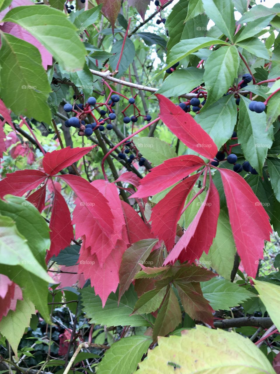 Virginia creeper in autumn 