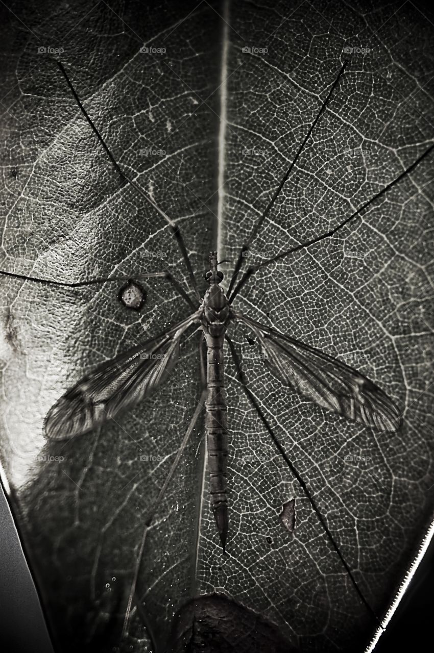 Cranefly resting on a leaf.