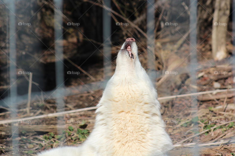 A beautiful white wolf howling loudly and beautifully as the other wolves around her are howling with pure beauty. 