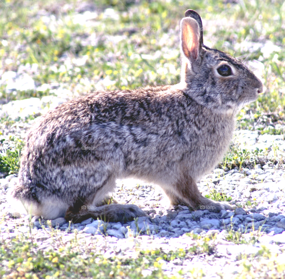 Cotton tail rabbit