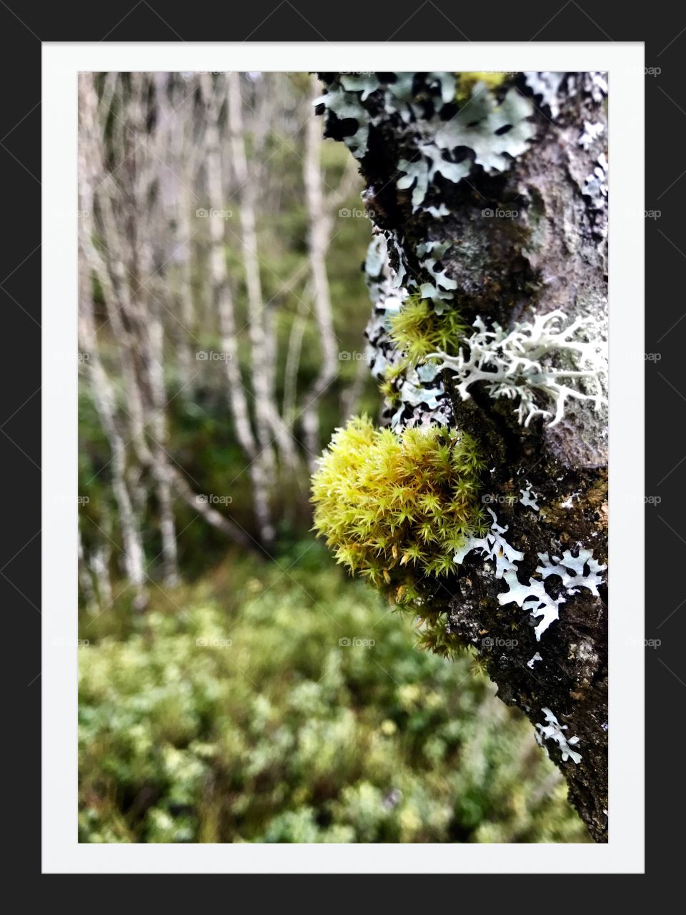 Moss etang des royes 