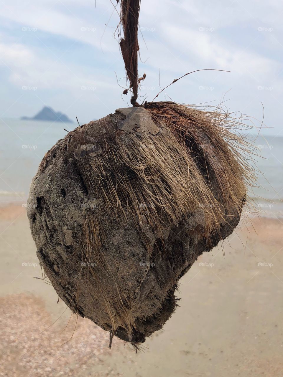 A washed up coconut at the seaside 