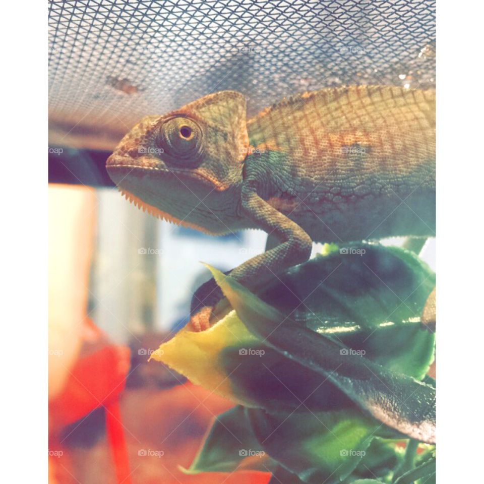 chameleon loving