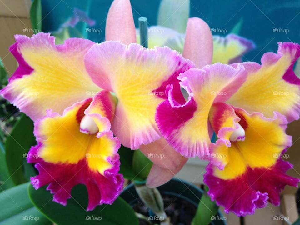 Big Island Orchid Love