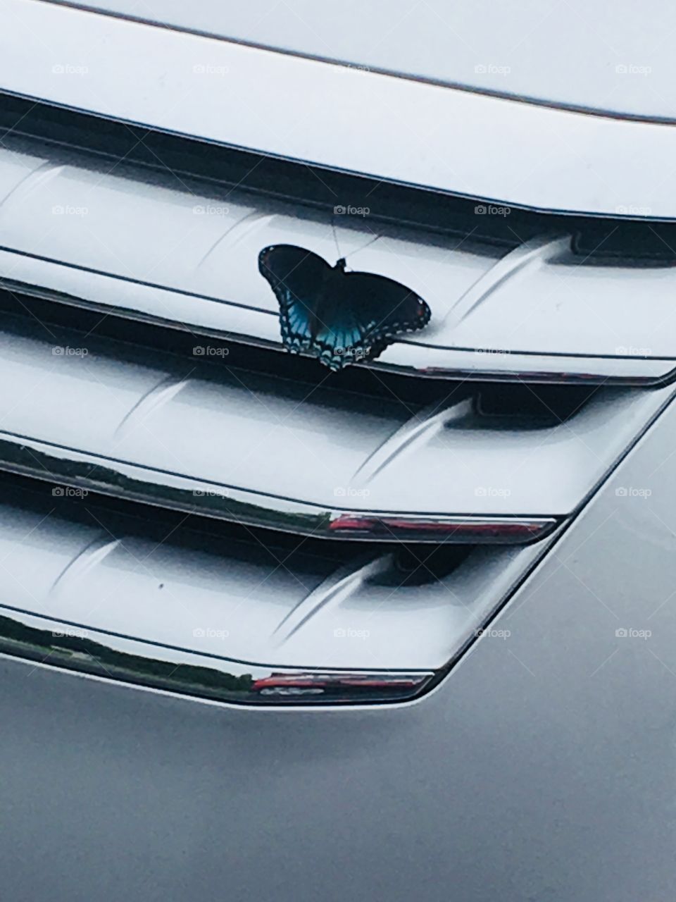 Butterfly on car