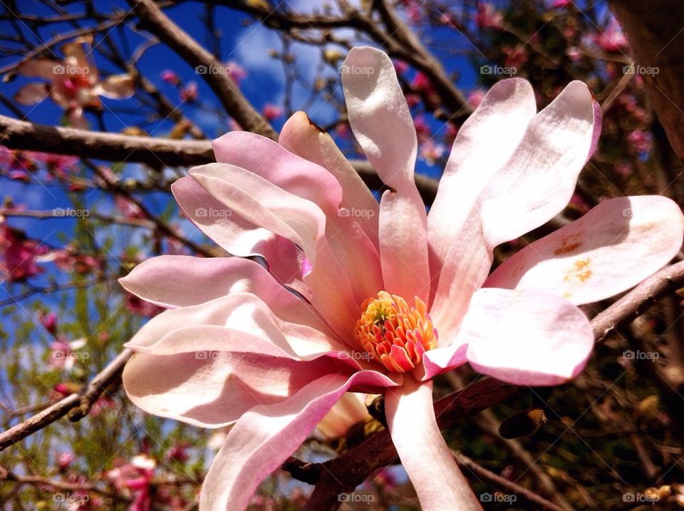 Pink star magnolia 