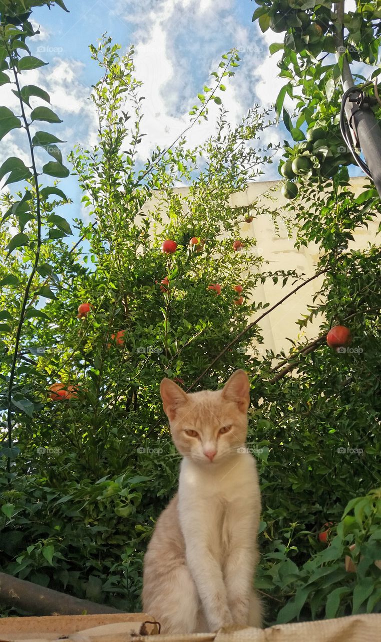 After feeling reassured,the cute cat looked at me from it place like a king looking out of a balcony that was left with the branches of lemon and pomegranate trees !!!