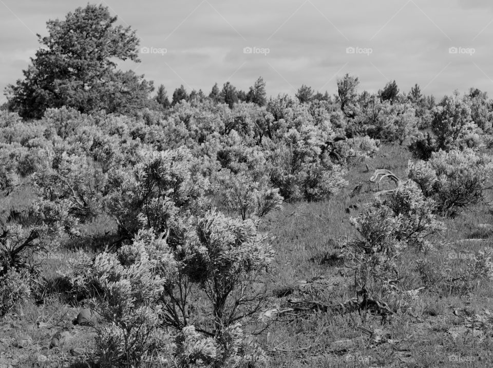 Springtime sagebrush covering a hill 