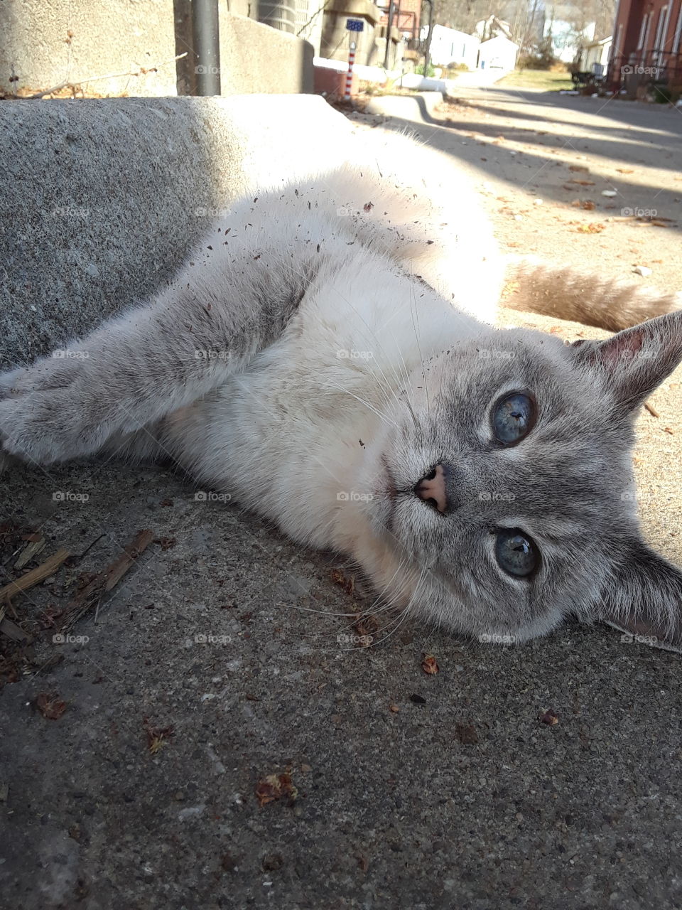 Siamese Tabby Cat Rolling on the driveway
