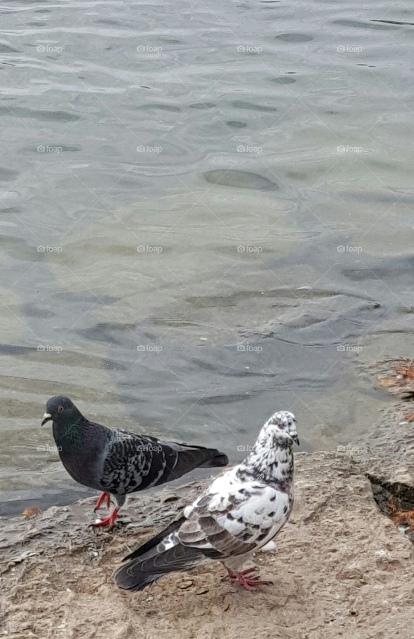 Pigeons at the lake