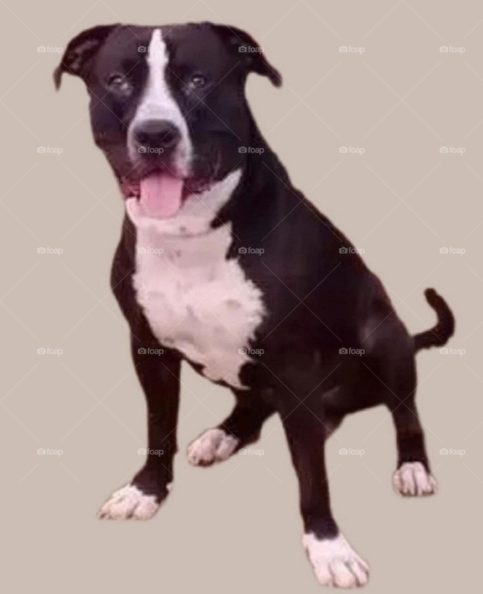 my most beautiful and cute dog.