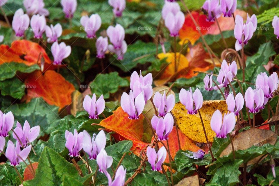 purple crocus flowers in spring