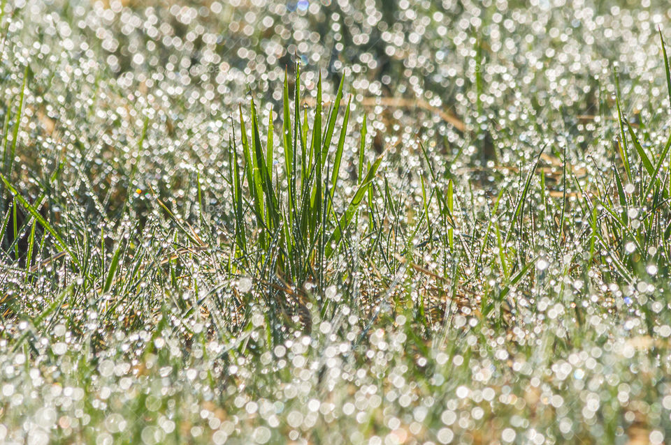 Morning dew on the grass