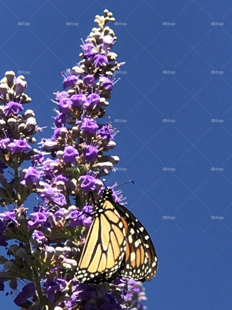 Texas Lilac and butterflies 