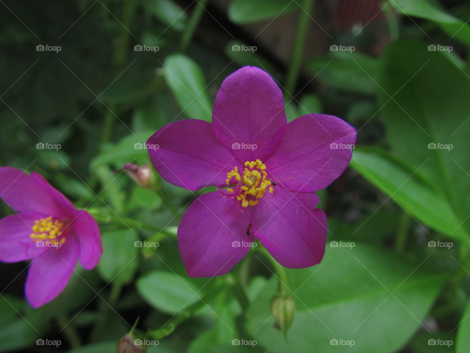 flor, flores, rosa, jardim.