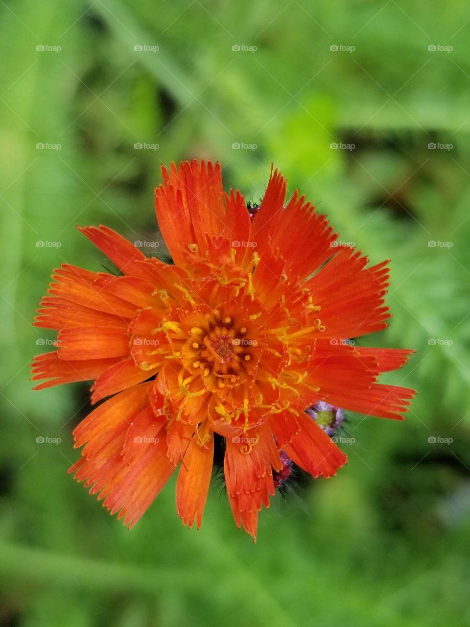 orange hawkweed upclose