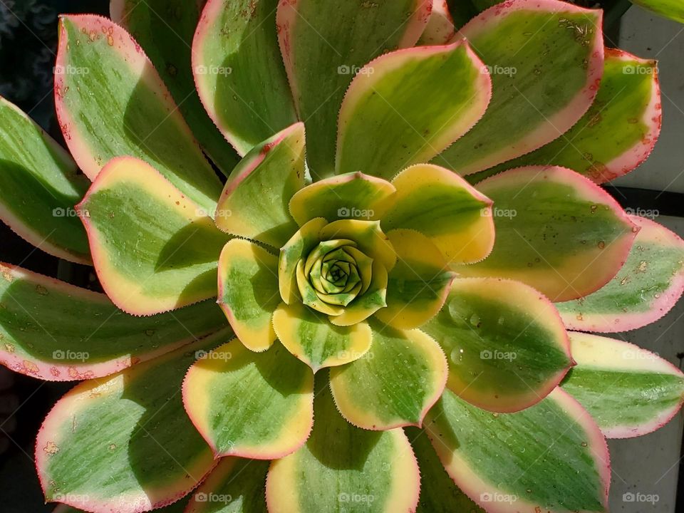 Beautiful Succulent
