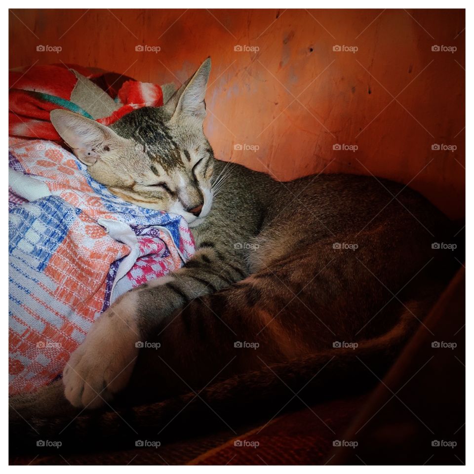 cat sleeping on blanket