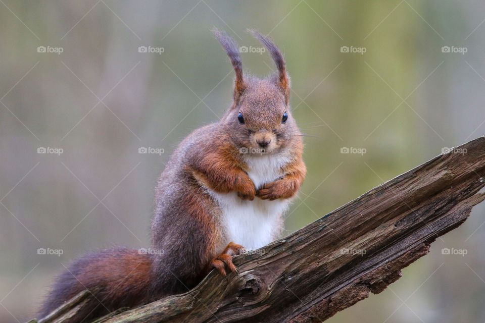 Close up of a red squirrel on wood