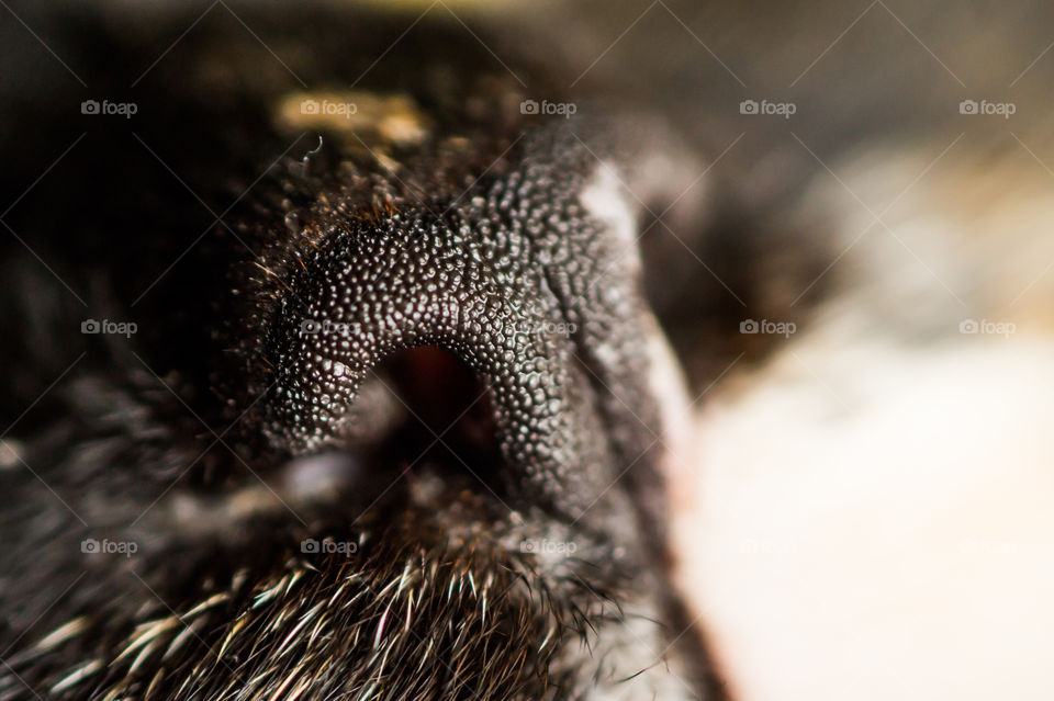 Black cat nose close up