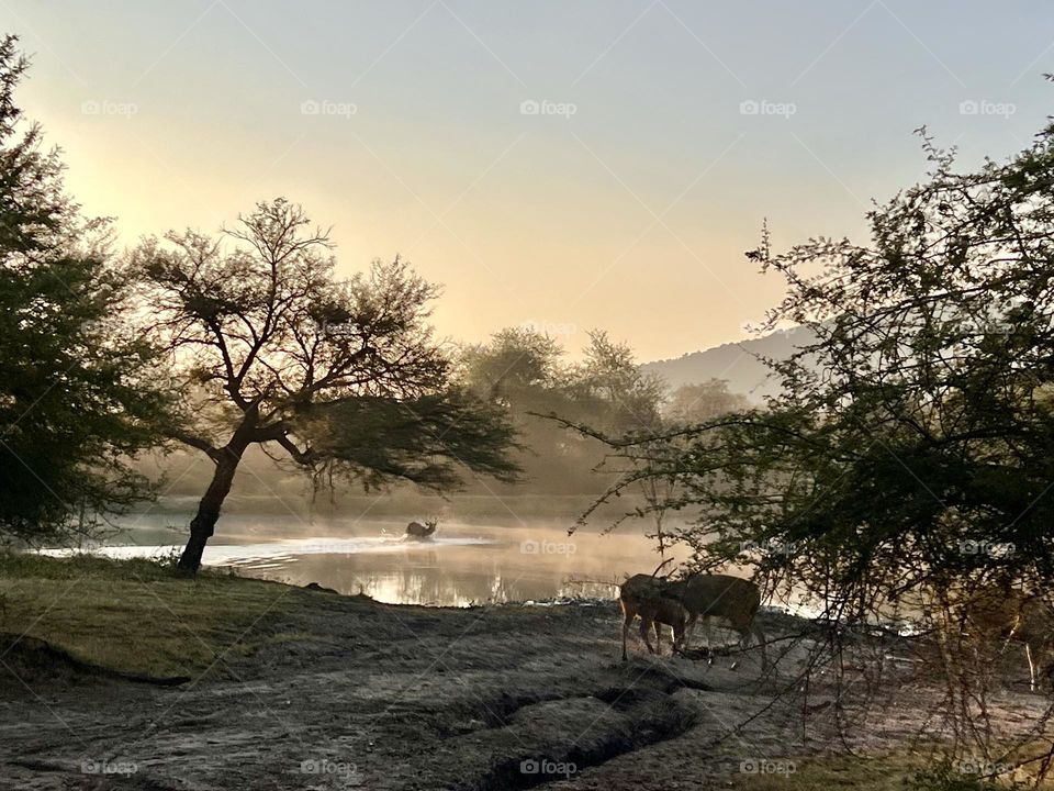 Water Body In The Forest 