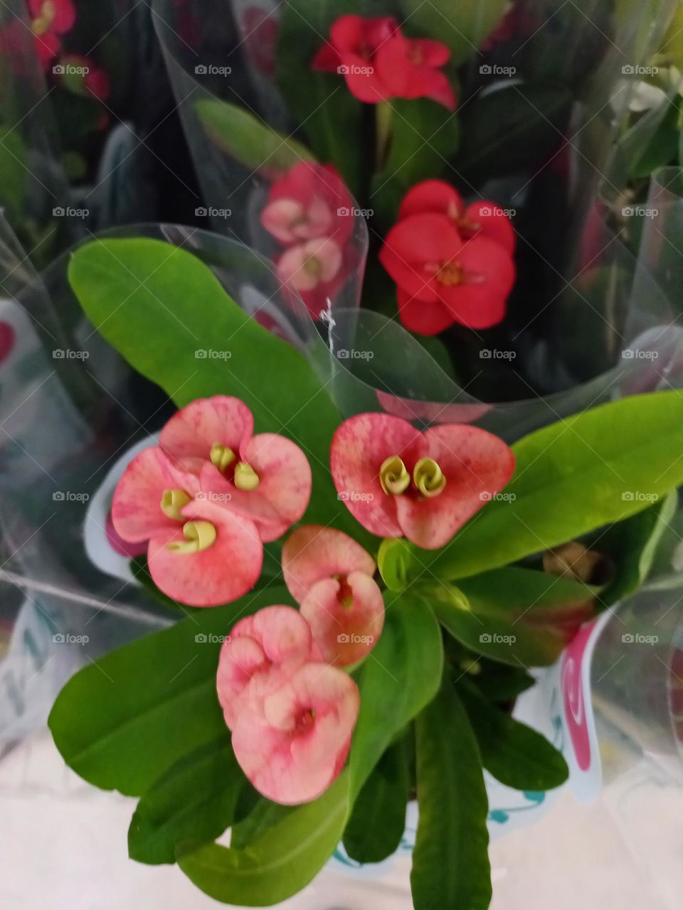 As begônias de cera são  plantas charmosas, versáteis, com flores brilhantes, cerosas e duradouras, que se destacam  em jardins e interiores