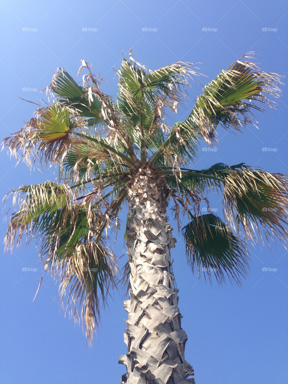 Palm. Tree