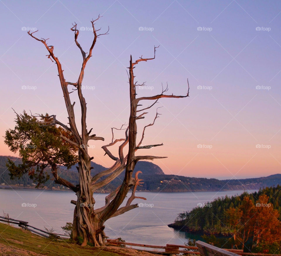 Lone tree at sunset