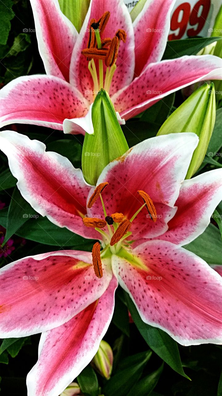 Stargazer lily