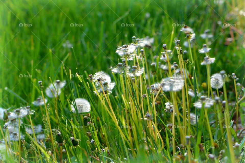 dandelions in the sun