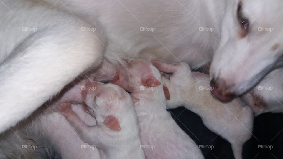 three newborn puppies with their mother