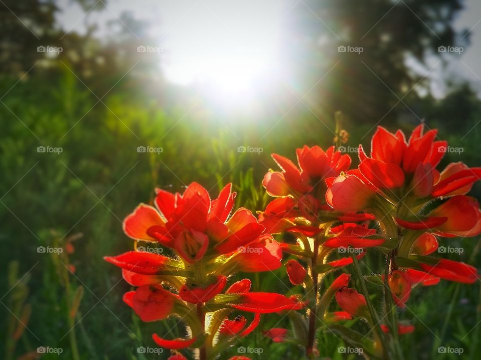 Three red Indian Paintbrush Wildflowers in the summer sun