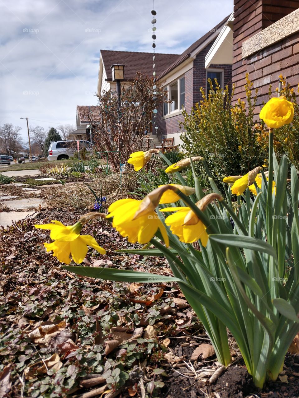 daffodils in bloom