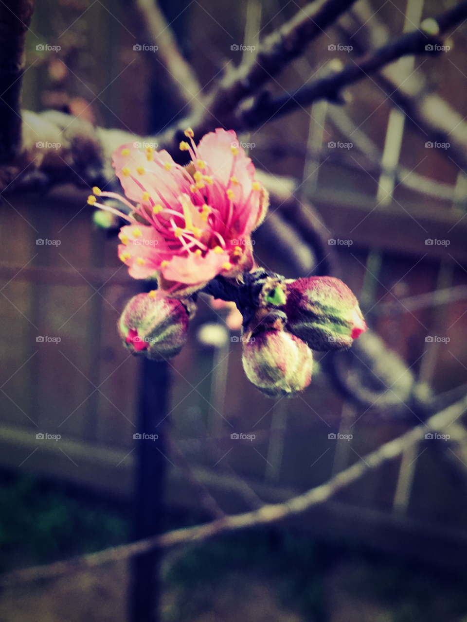 Peach tree blooms 1