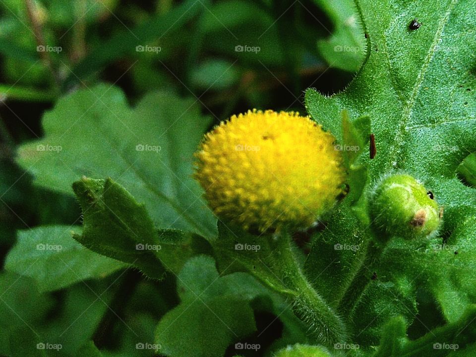 Granea is a genus of flowering plants in the sunflower family.